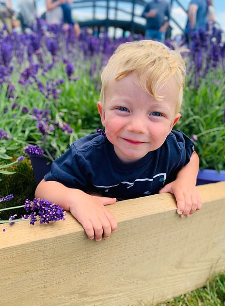 Lavender Lane 2